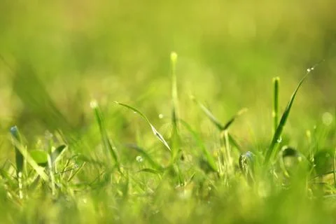 Green grass background Stock Photos