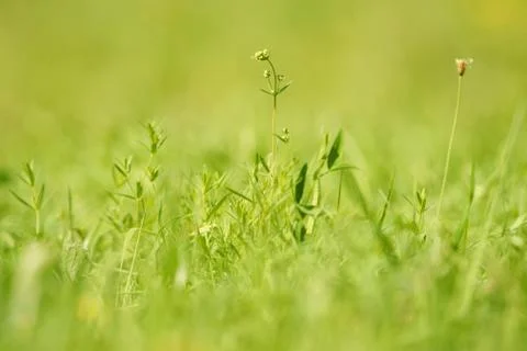 Green grass background Stock Photos