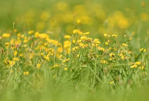 Green grass background Stock Photos