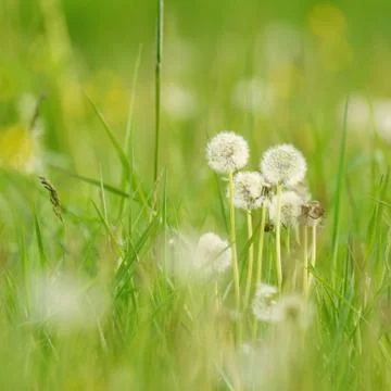Green grass background Stock Photos