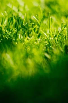 Green grass background Stock Photos