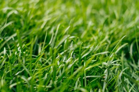 Green grass background Stock Photos