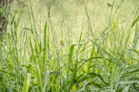 Green grass Background Stock Photos