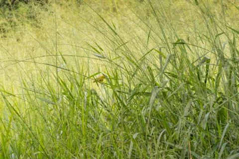 Green grass Background Stock Photos