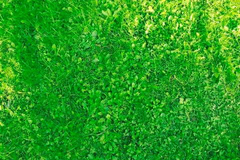 Green Grass Background Stock Photos