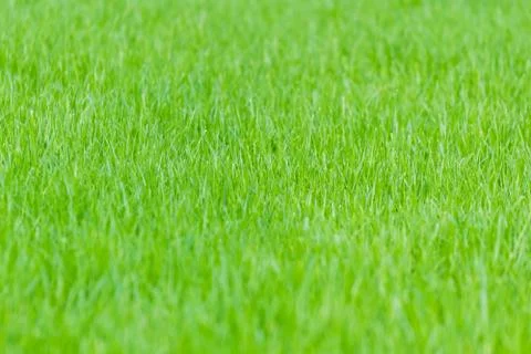 Green grass background Stock Photos