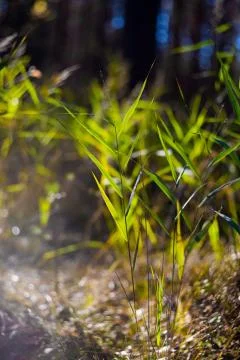 Green grass background Stock Photos