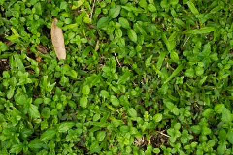 Green Grass Background Stock Photos