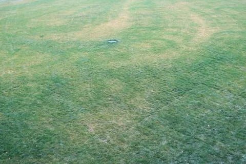 Green grass. Background. Stock Photos