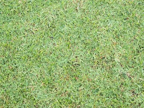 Green grass background Stock Photos