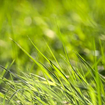 Green grass background Stock Photos