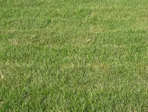 Green grass for background Stock Photos