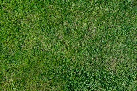 Green grass background 스톡 사진