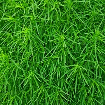 Green Grass Background Stock Photos