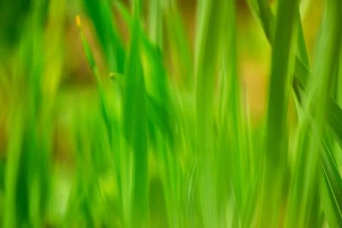 Green grass background Stock Photos