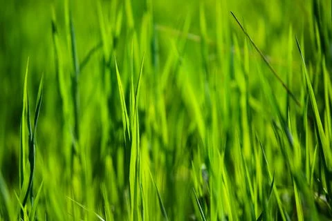 Green grass background Stock Photos