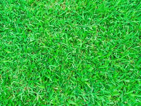 Green grass background Stock Photos