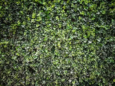 Green grass background Stock Photos