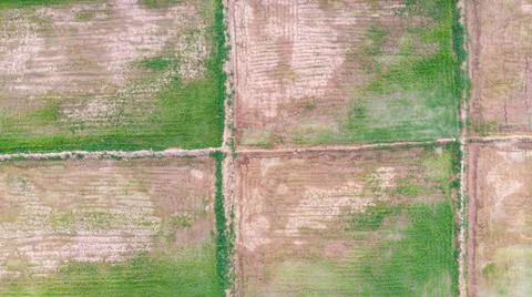 Green grass background. Foto stock