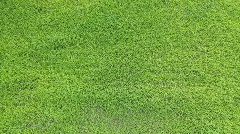 Green grass background. Stock Photos