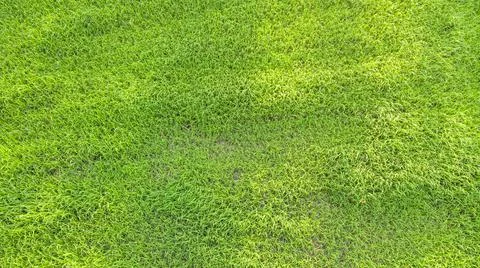 Green grass background. Stock Photos
