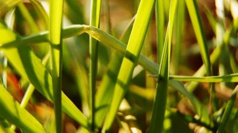 Green grass background Stock Photos