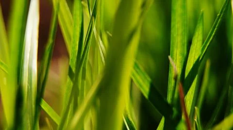 Green grass background Stock Photos
