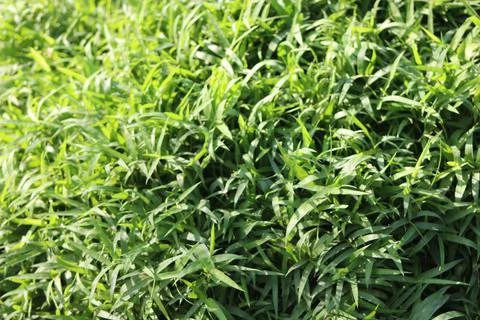 Green grass background Stock Photos