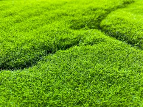 Green Grass as the background Stock Photos
