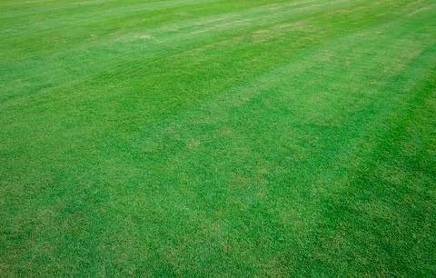 Green grass background Stock Photos