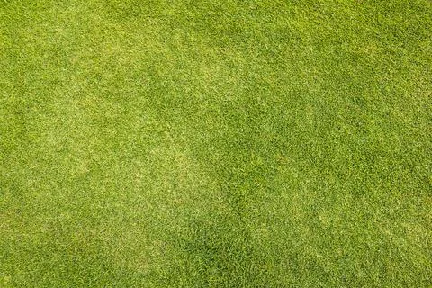 Green grass background Stock Photos