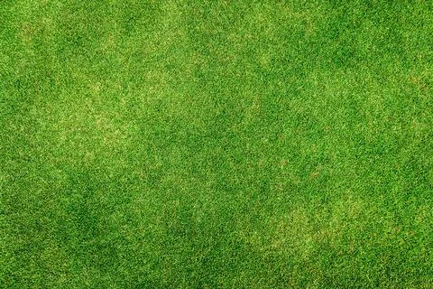 Green grass background Stock Photos