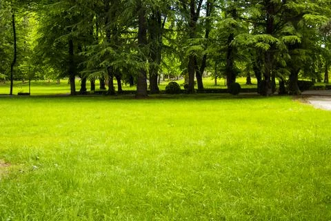 Green grass background Stock Photos