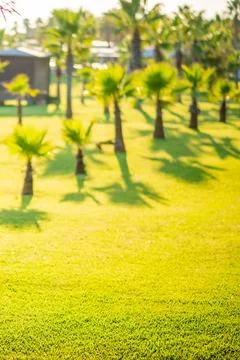 A green grass for background 스톡 사진