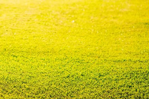 A green grass for background Stock Photos