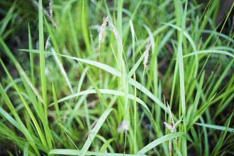 Green grass for the background Фото