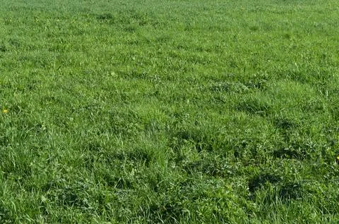 Green grass background Stock Photos