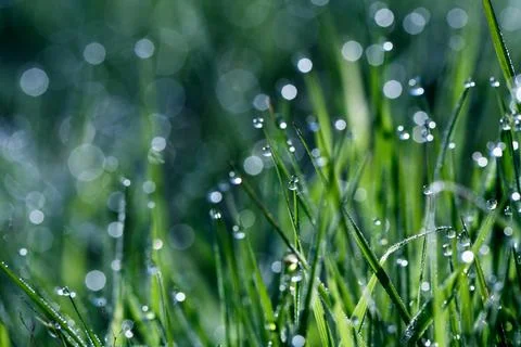 Green grass background Stock Photos