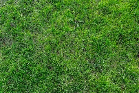 Green grass background. Stock Photos