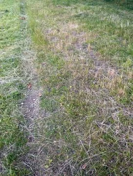 Green grass for background Stock Photos