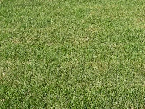 Green grass for background Stock Photos