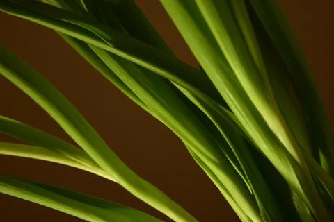 Green grass background Stock Photos