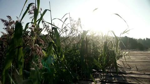 Green grass on background pier on river bank. Green grass and morning mist Stock Footage 80453792