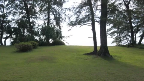 Green grass with background of sea view Stock Footage 150695055