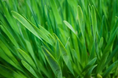 Green grass, background, selective focus Stock Photos