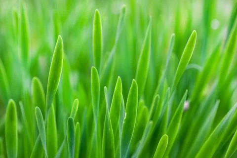 Green grass, background, selective focus Stock Photos