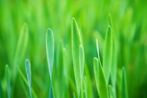 Green grass, background, selective focus Stock Photos