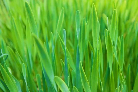 Green grass, background, selective focus Stock Photos