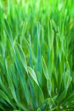 Green grass, background, selective focus Stock Photos