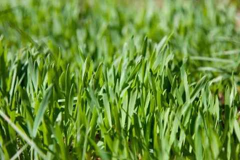 Green grass, background, selective focus Stock Photos